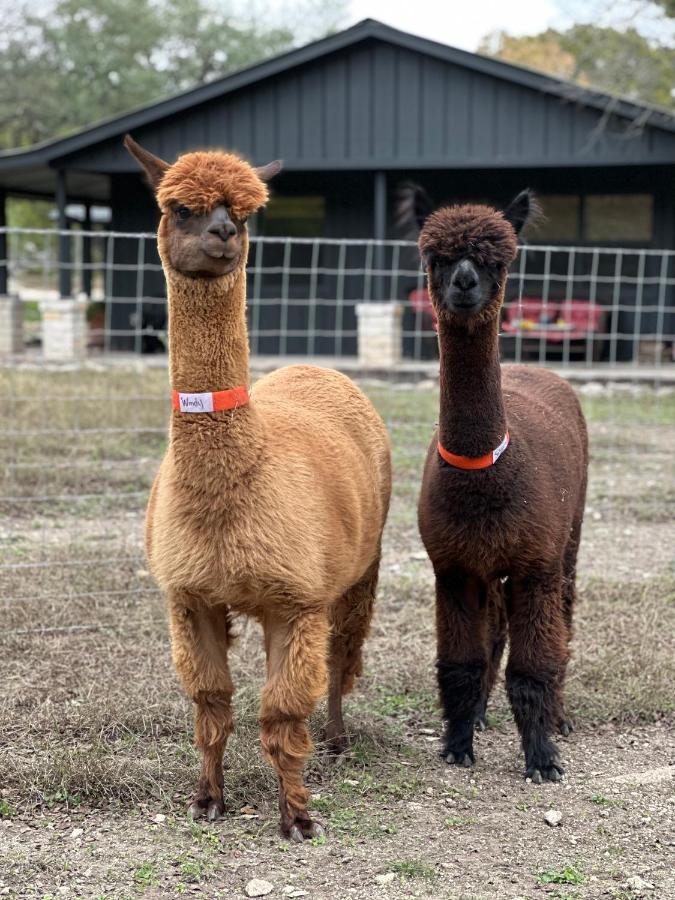 Relaxing Alpaca Ranch Mins From Downtown Wimberley Villa Bagian luar foto