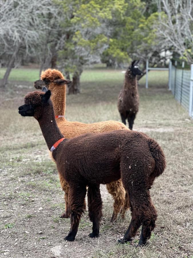 Relaxing Alpaca Ranch Mins From Downtown Wimberley Villa Bagian luar foto